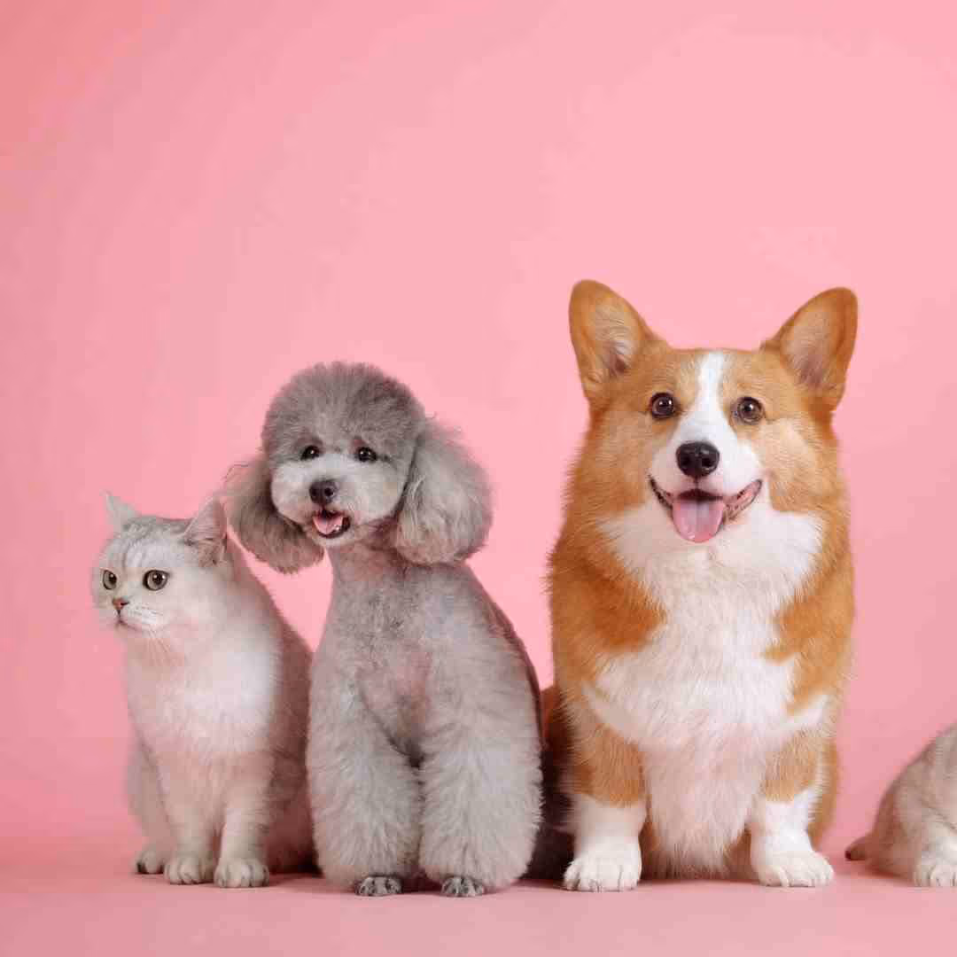A corgi, poodle, and small white car sit together in front of a pink background.